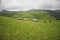 Sheeps in a cloudy meadows