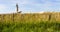 sheeps in corral near lighthouse on Cap Gris-Nez