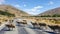 Sheeps crossing road in New Zealand highway