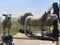 Sheeps on a dike in Hinderloopen