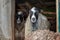sheeps in the doorway of the barn. Herd of pet on farm