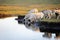 Sheeps drinking water at pond in pasture