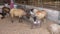 Sheeps eat food and sleep in the barn