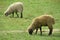 Sheeps eat grass on green field