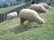 Sheeps eating grass, Cingjing farm, Taiwan