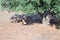 Sheeps eating from the trough under green olive tree