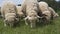 Sheeps Eats Grass