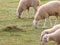 SHEEPS ON FARM