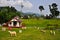 Sheeps in the farmland,Thailand