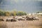 Sheeps feasting in Moldova