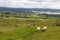 Sheeps on the field in Knocknarea mountain