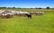 Sheeps flock in Castile La Mancha