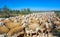 Sheeps flock in Castile La Mancha Spain