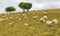 Sheeps flock Grassing at Omana Auckland New Zealand