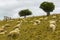 Sheeps flock Grassing at Omana Auckland New Zealand; Regional Park