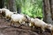 Sheeps flock on a mountain landscape