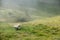 Sheeps in foggy mountains