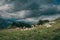 Sheeps in the french pyrenees mountains