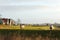 Sheeps in front of field with trees on the horizon. Typical dutch landscape.