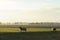 Sheeps in front of field with trees and windmill on the horizon. Typical dutch landscape.