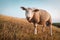 Sheeps in front of the lighthouse Westermarkelsdorf on the island Fehmarn