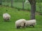 Sheeps in the german muensterland