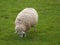 Sheeps in the german muensterland
