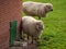 Sheeps in the german muensterland