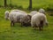 Sheeps in the german muensterland