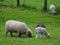 Sheeps in the german muensterland