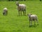 Sheeps in the german muensterland