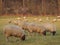 Sheeps in the german muensterland