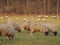 Sheeps in the german muensterland