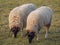 Sheeps in the german muensterland