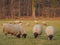 Sheeps in the german muensterland