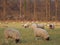 Sheeps in the german muensterland