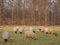 Sheeps in the german muensterland