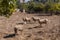 Sheeps in a ghost town of Kayakoy