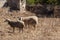 Sheeps in a ghost town of Kayakoy