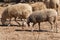 Sheeps in a ghost town of Kayakoy