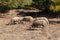 Sheeps in a ghost town of Kayakoy