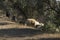 sheeps and goats in the field with dry grass and wild olive