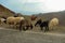 Sheeps and goats grazing next to the street