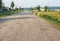 Sheeps going on a dirt road in the russian village