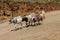 Sheeps going by village road