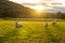 Sheeps in grass field in highlands Scotland beauty places