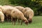 Sheeps graze on a green meadow in mountains