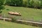 Sheeps graze on a green meadow in mountains