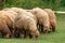 Sheeps graze on a green meadow in mountains