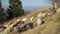 Sheeps Graze On A Mountain Meadow